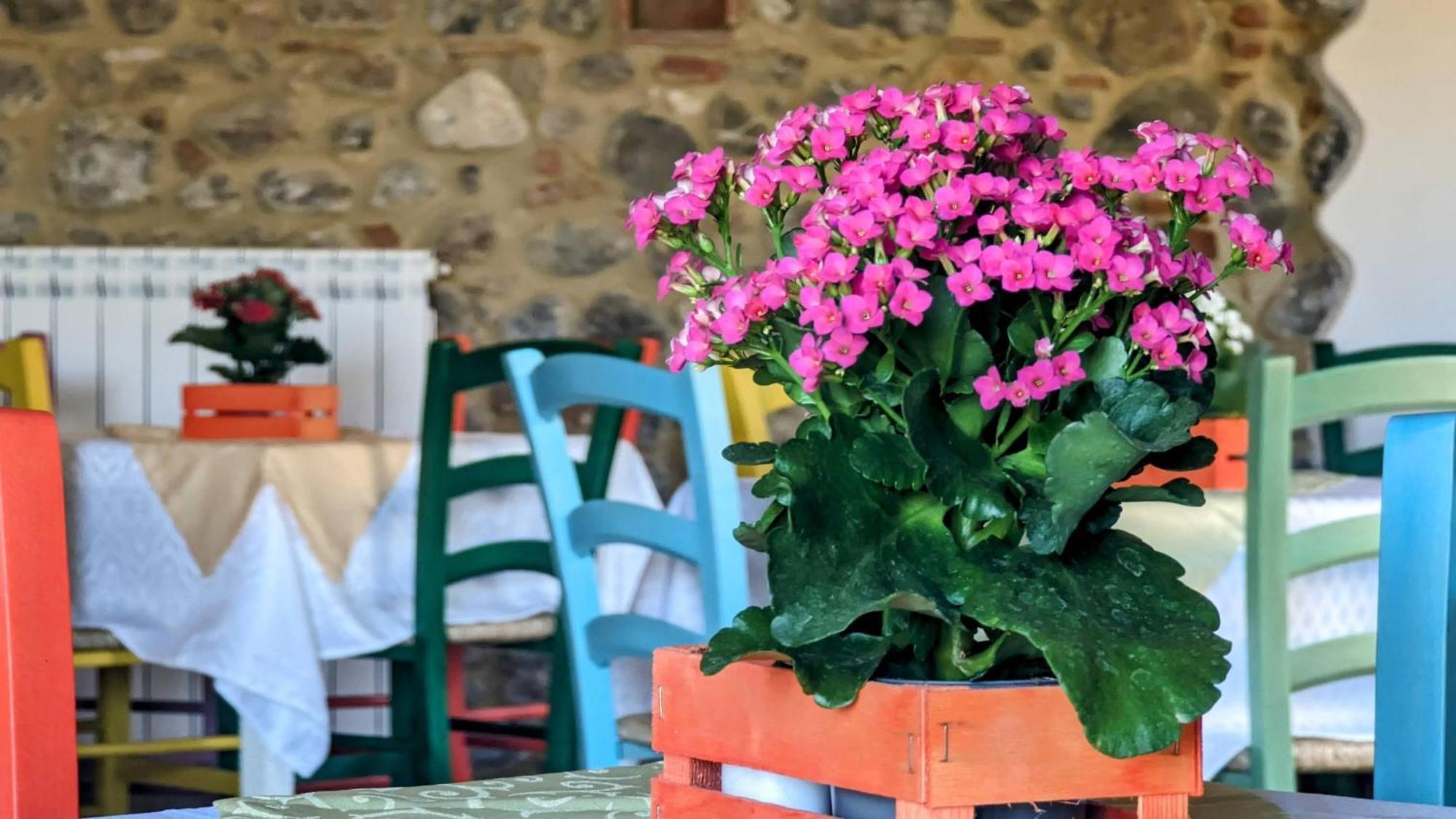 La Quinta Decima Bioagriturismo Fattoria Spedaletto Kültér fotó